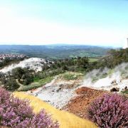 calluna_vulgaris_fiorita.jpg