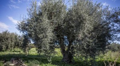 olivo
