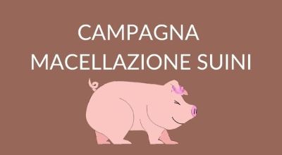 suini